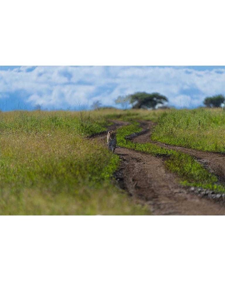 Cheetah standing on a dirt path in an African savanna grassland with acacia trees and blue sky in the background