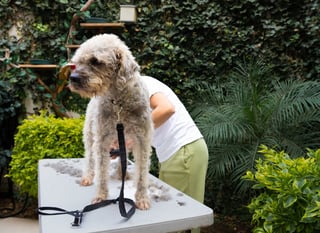 Curly-haired cream-colored dog standing on grooming table with groomer in white tank top and olive pants, ivy and plants in background