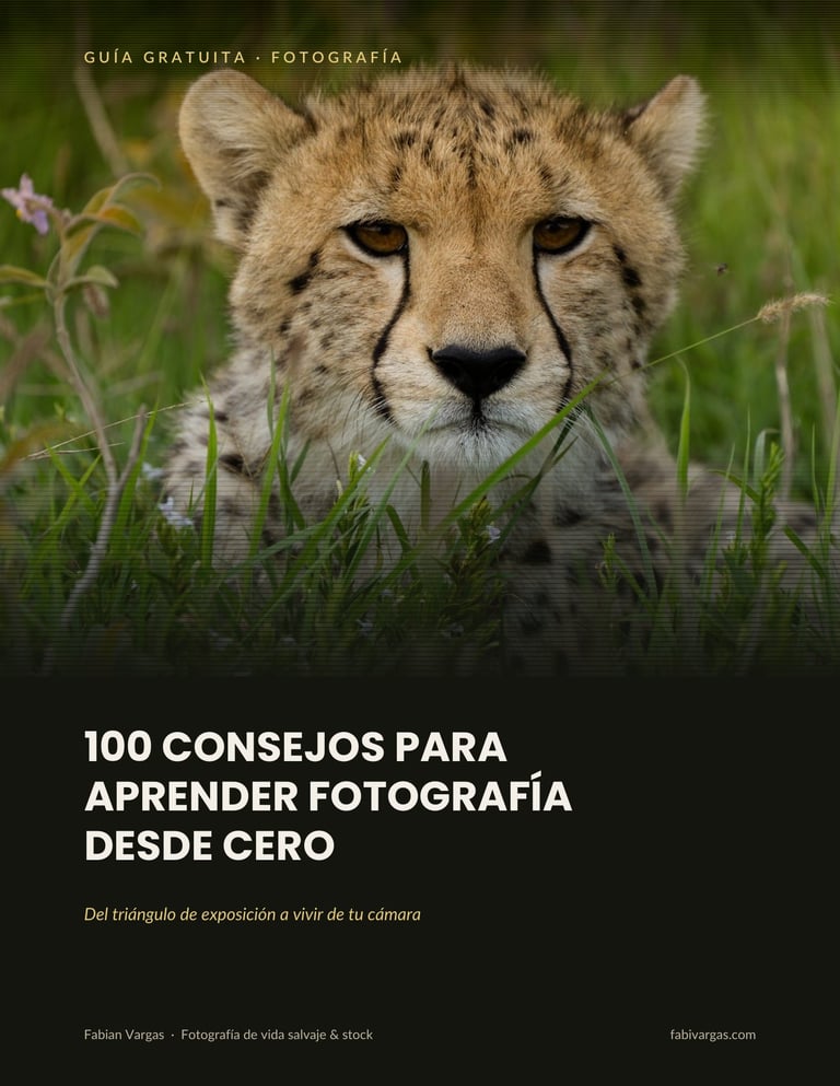 Close-up portrait of a cheetah in grass with text about 100 photography tips for beginners